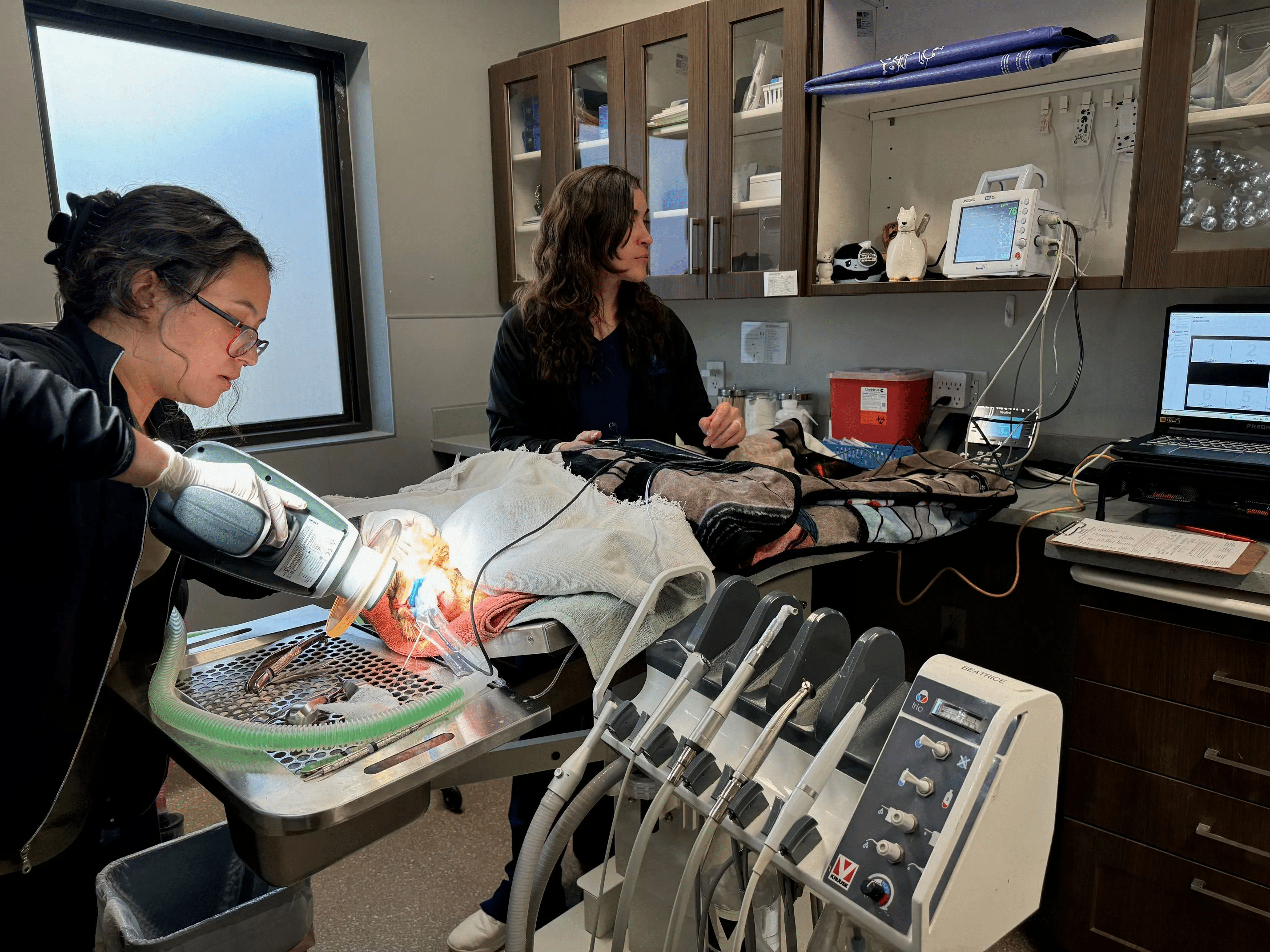 Pet Dental Care